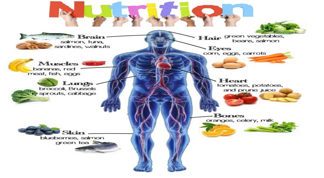Why Nutrition and Diet Are Essential for the Human Body