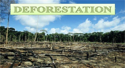 A barren deforested land with scattered tree stumps and haze, symbolizing the destruction of forests and its impact on wildlife and climate.
